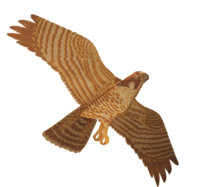 Predator Bird Kites