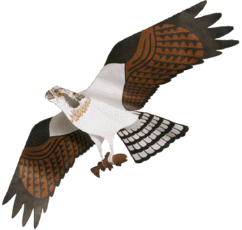 Predator Bird Kites