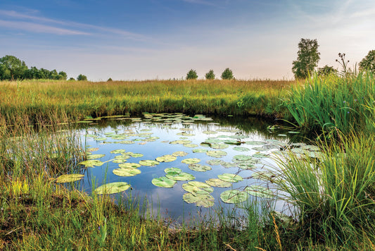 How do I get rid of the weeds in my pond?