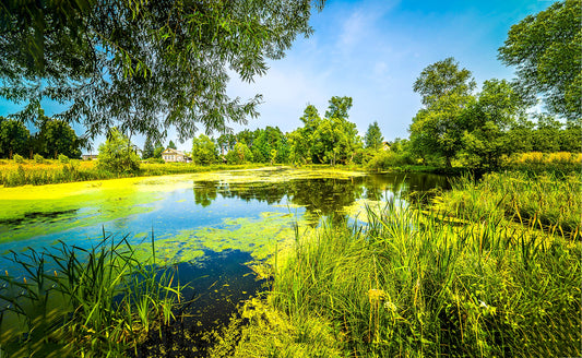 Don’t Let Your Ponds Bog You Down