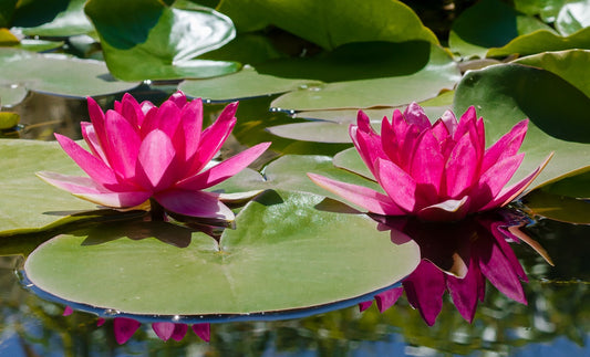 Three Main Steps for Planning a Pond