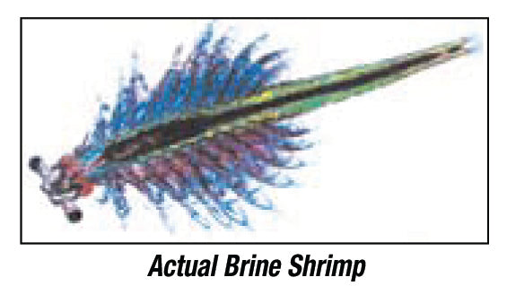 Brine Shrimp Eggs / Cycts